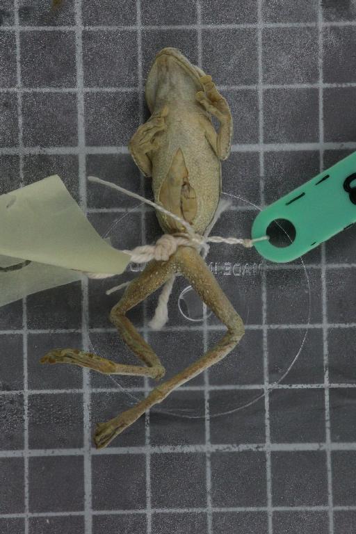 Rhacophorus turpes - Image of specimen 1974.828-832\1974.829