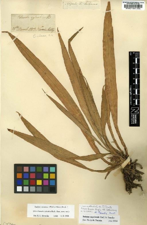 Rohdea nepalensis (Raf.) N.Tanaka - BM000521469