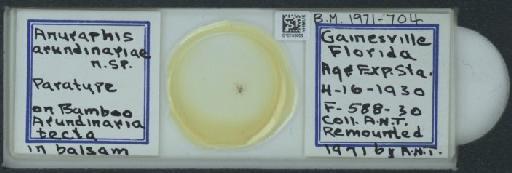 Rhopalosiphum arundinariae Tissot, 1933 - 010100009_112767_1095914