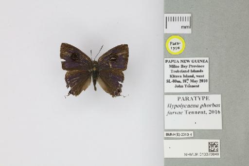 Hypolycaena phorbas furvae Tennent, 2016 - 013376849_Hypolycaena_phorbas_furvae_Tennent_2016_PT