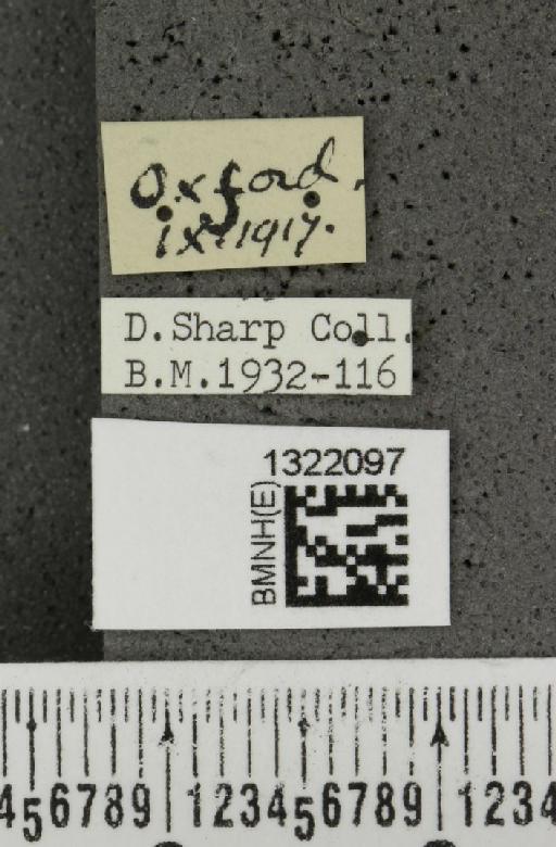 Epitrix atropae Foudras, 1861 - BMNHE_1322097_label_11682