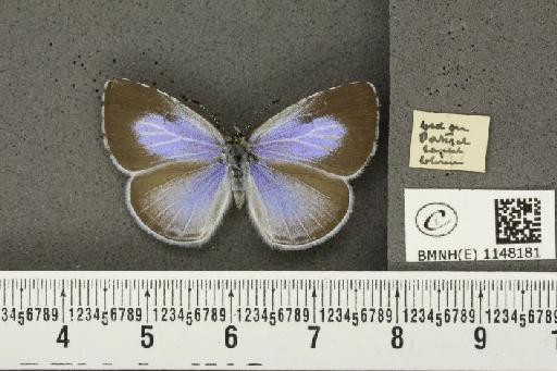 Celastrina argiolus britanna ab. lilacina-suffusa Tutt, 1908 - BMNHE_1148181_a_111274