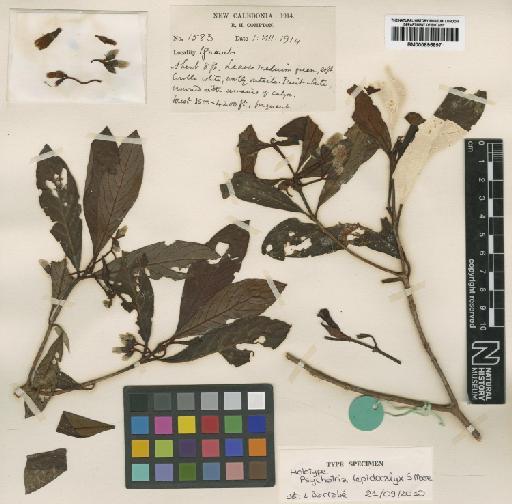 Psychotria oubatchensis Schltr. - BM000895897