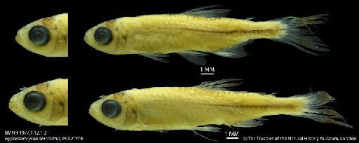 Hyphessobrycon diancistrus Weitzman, 1977 - BMNH 1977.1.12.1-2 Hyphessobrycon diancistrus, PARATYPE