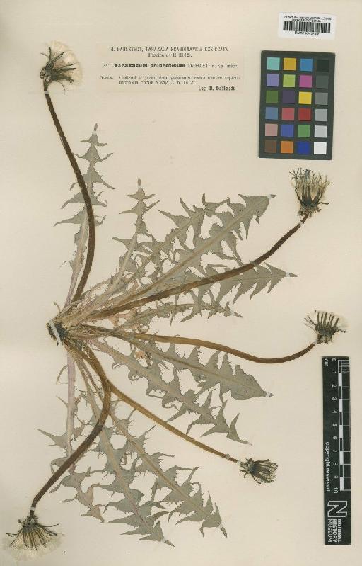 Taraxacum chloroticum Dahlst - BM001043449