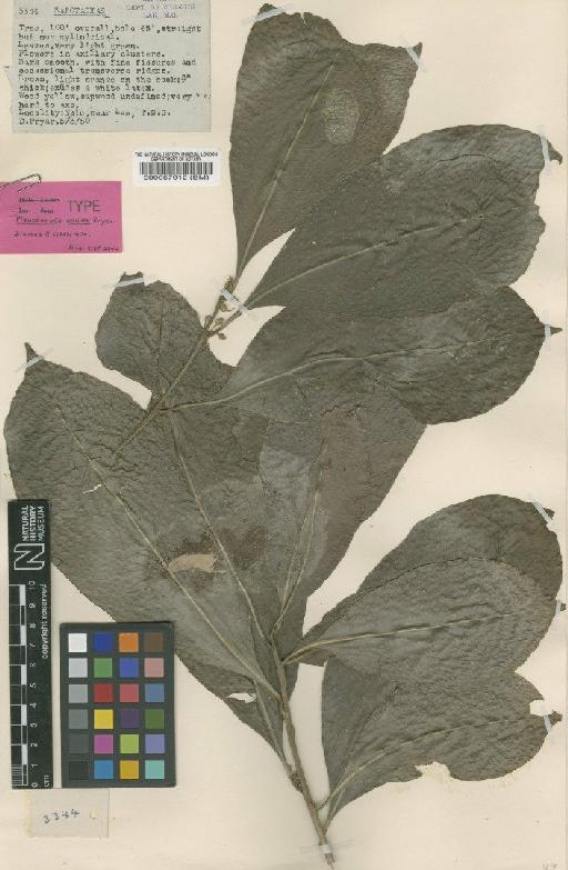 Planchonella garcinioides (K.Krause) Swenson - BM000057912