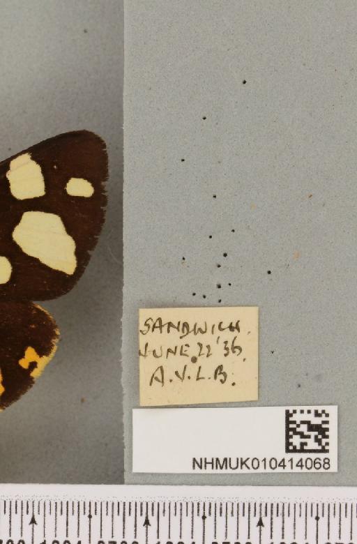 Arctia villica britannica Oberthür, 1911 - NHMUK_010414068_label_519838