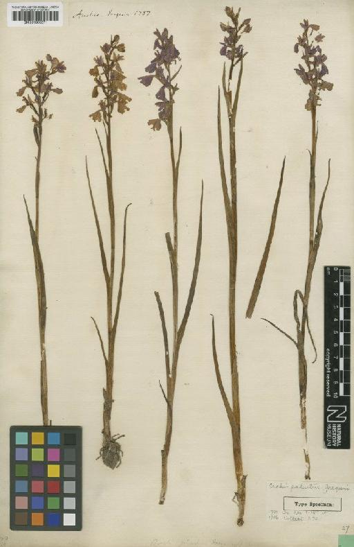 Orchis laxiflora subsp. palustris (Jacq.) Bonnier & Layens - BM001066571