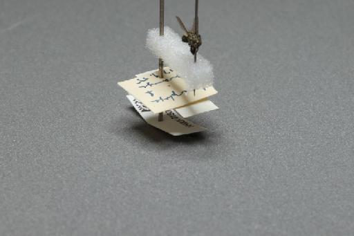 Sarcophaga (Myorhina) nigriventris Meigen, 1826 - 015091635_additional_4