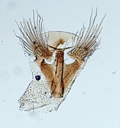 Meroplius (Xenosepsis) africanus Ozerov & Ozerov, 1999 - Meroplius_Xenosepsis_africanus-BMNHE1238990-holotype_male-4th_sternite