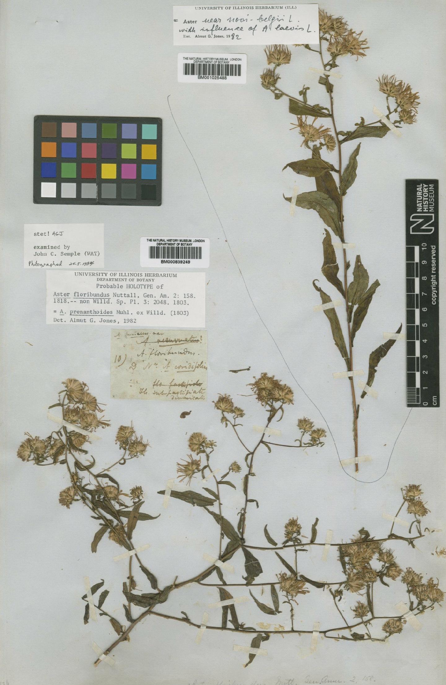 To NHMUK collection (Aster prenanthoides Muhl. ex Willd.; Holotype; NHMUK:ecatalogue:4993221)