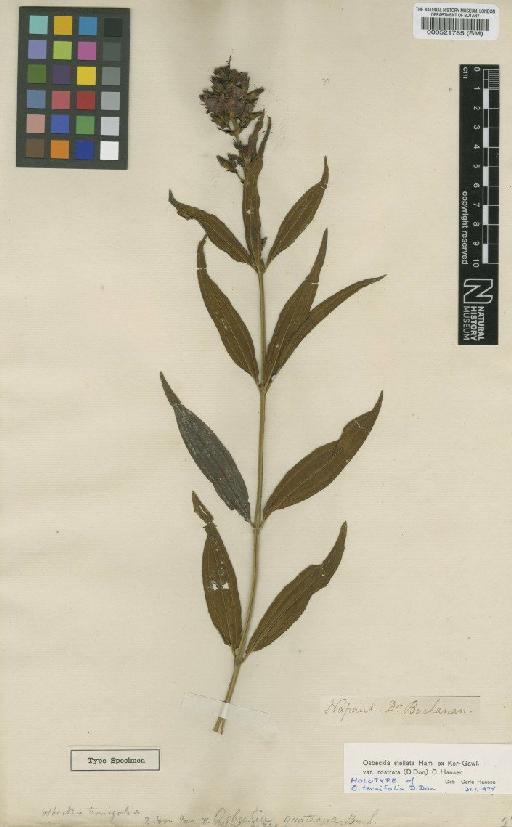 Osbeckia stellata var. rostrata (D.Don) C.Hansen - BM000521785