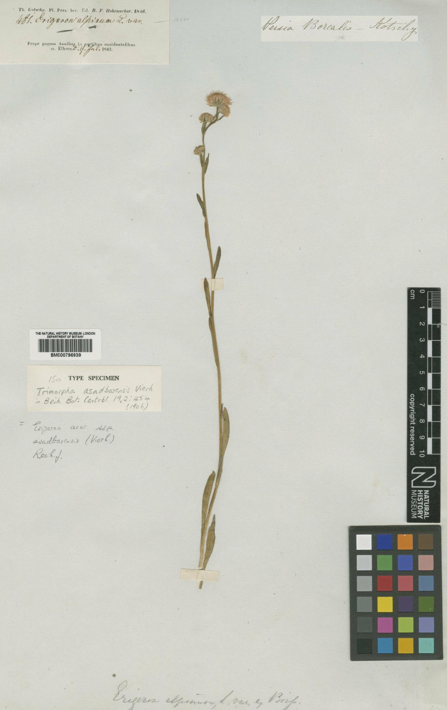 To NHMUK collection (Erigeron acer subsp. asadbarensis (Vierh) Rech.f.; Isotype; NHMUK:ecatalogue:4989887)
