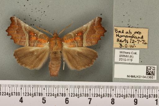 Scoliopteryx libatrix (Linnaeus, 1758) - NHMUK_010423661_535539