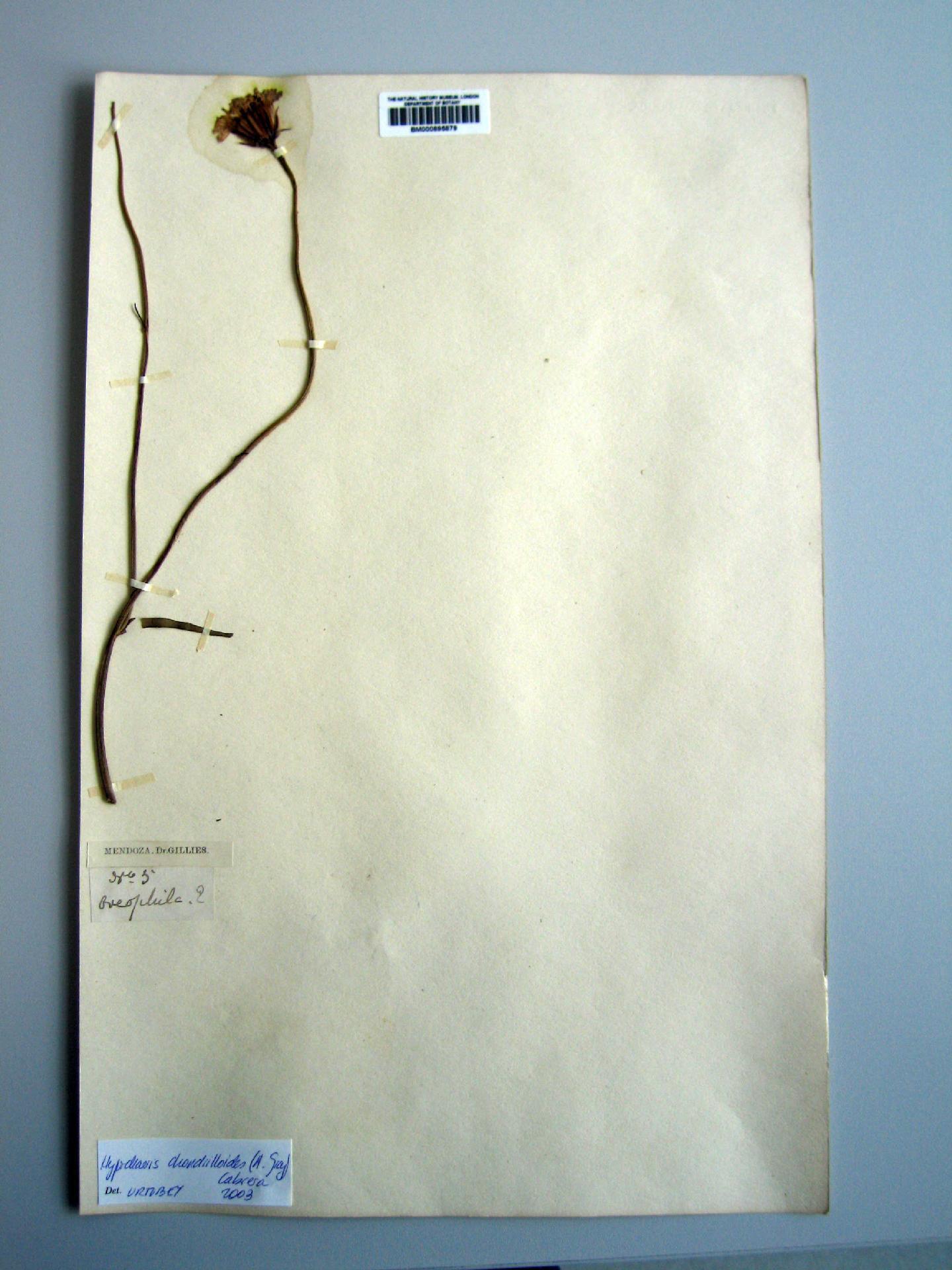 To NHMUK collection (Hypochaeris chondrilloides (A.Gray) Cabrera; TYPE; NHMUK:ecatalogue:500894)