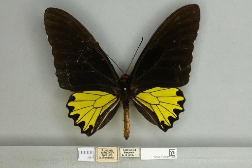 Troides helena sagittatus (Fruhstorfer, 1896) - 013607140__599300