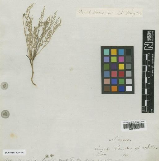 Astragalus miser var. miser - BM001042692