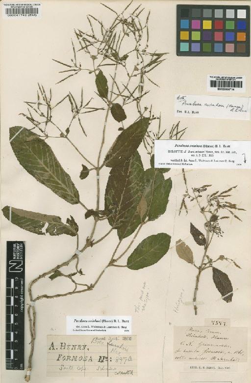Paraboea swinhoei (Hance) B.L.Burtt - BM000041742
