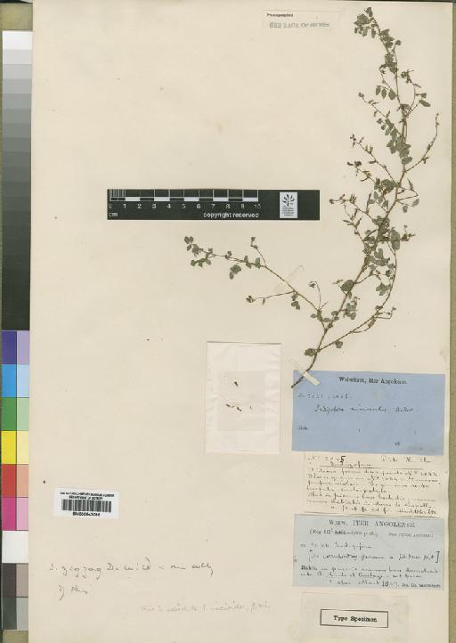 Indigofera mimosoides Baker - BM000843085