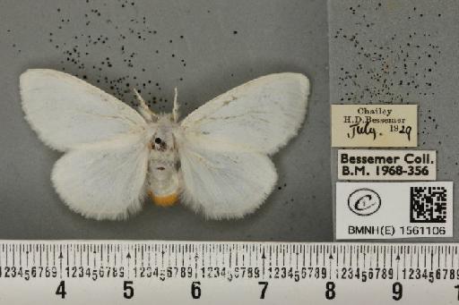 Euproctis similis (Fuessly, 1775) - BMNHE_1561106_253823