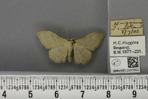 Idaea straminata (Borkhausen, 1794) - BMNHE_1597002_298830