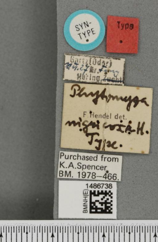 Phytomyza nigricoxa Hendel, 1935 - BMNHE_1486738_label_60994