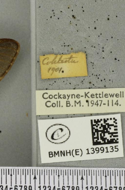Poecilocampa populi (Linnaeus, 1758) - BMNHE_1399135_label_188911