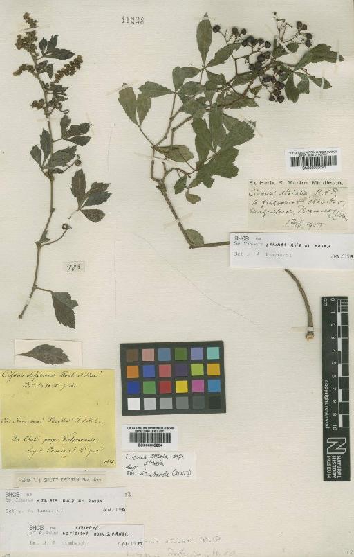 Cissus striata subsp. striata Ruiz & Pav. - BM000992093