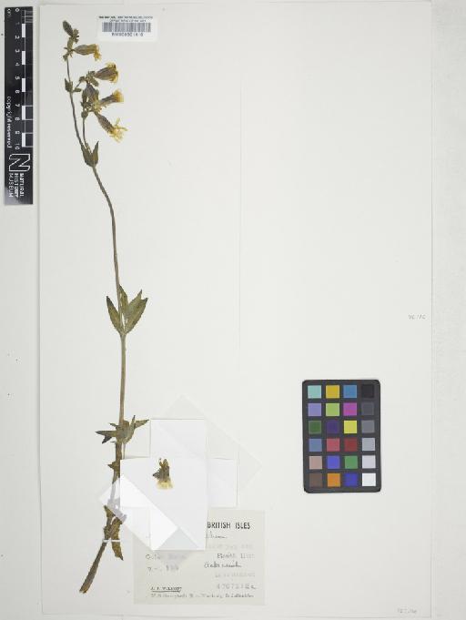 Silene latifolia Poir. - 000601416_cap