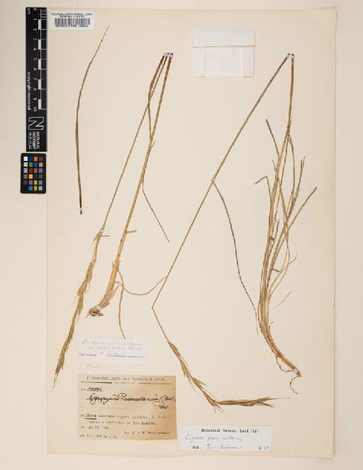 Elymus panormitanus (Parl.) Tzvelev - 000064105