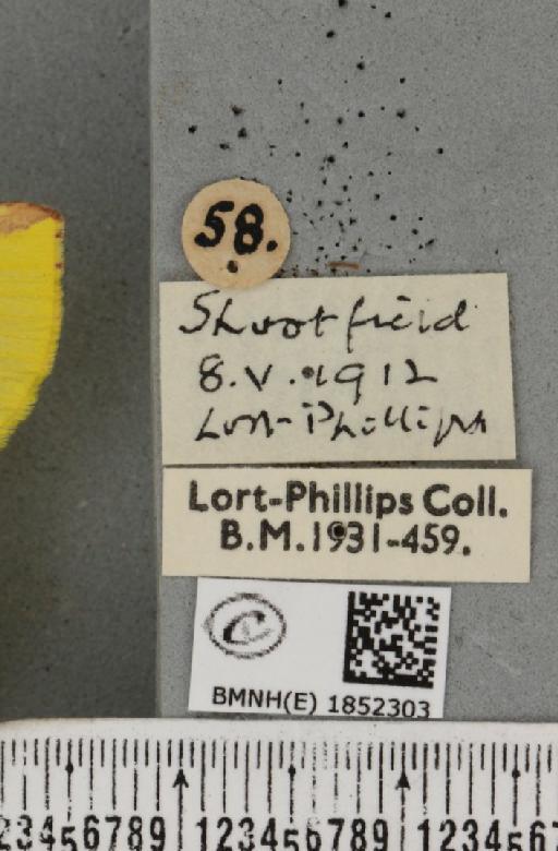 Opisthograptis luteolata (Linnaeus, 1758) - BMNHE_1852303_label_427690