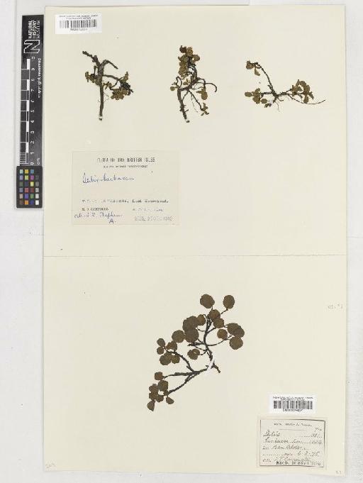 Salix herbacea L. - BM001074237