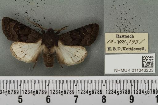 Aporophyla lueneburgensis (Freyer, 1848) - NHMUK_011243223_644347