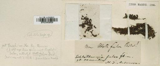 Schlotheimia robillardii Duby - BM000982829