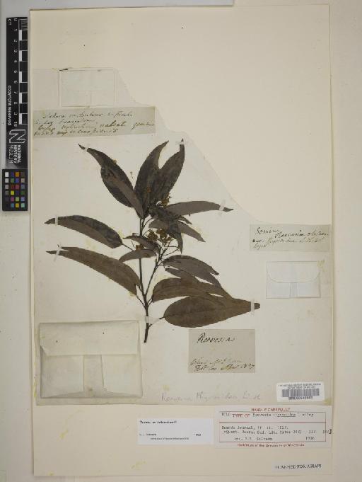 Reevesia thyrsoidea Lindl. - BM000645983