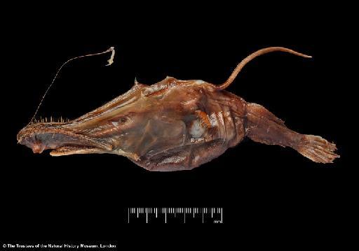 Lasiognathus amphirhamphus Pietsch, 2005 - BMNH 2003.11.16:12, HOLOTYPE, Lasiognathus amphirhamphus