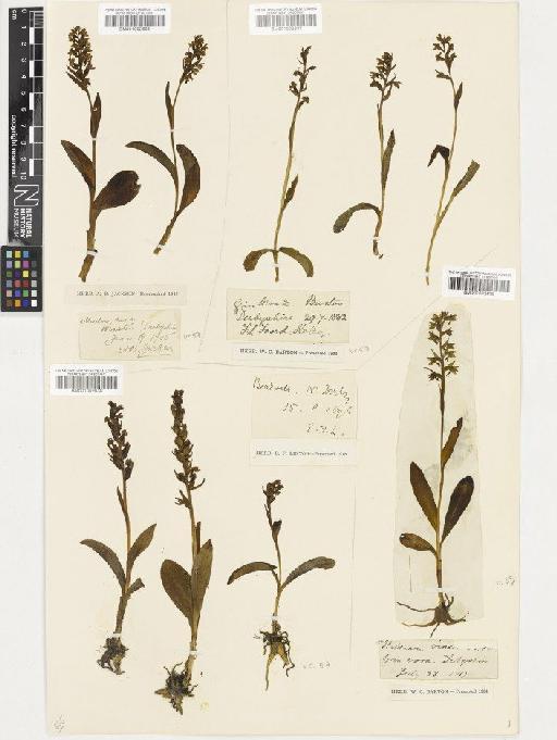 Coeloglossum viride (L.) Hartm. - BM001002639