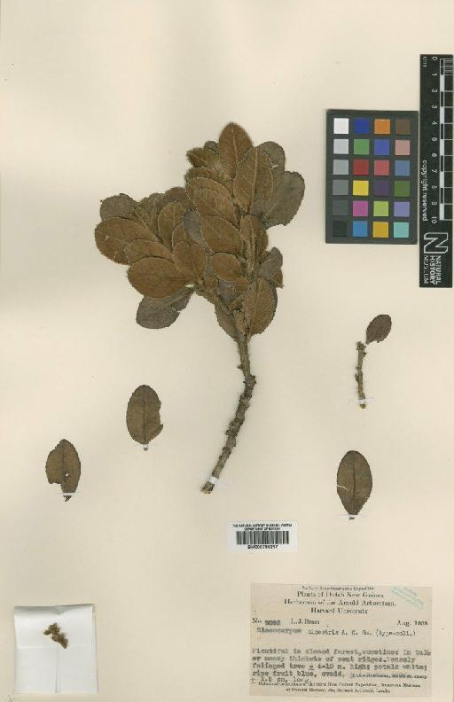 Elaeocarpus arfakensis Schltr. - BM000795217