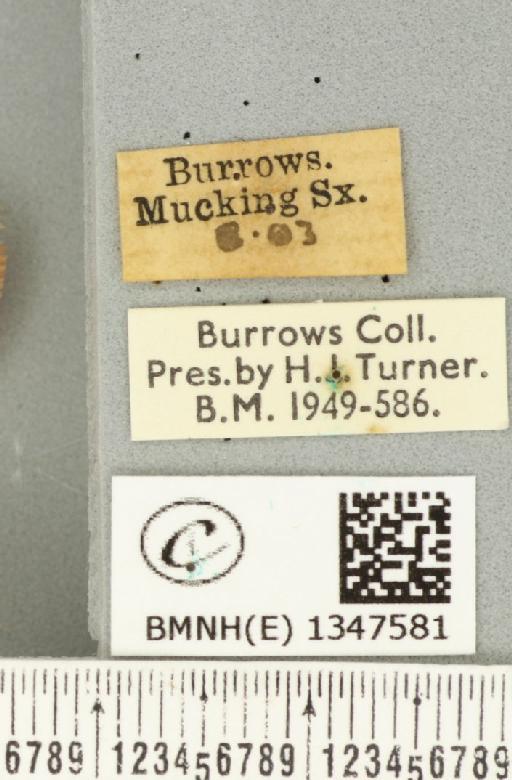 Triodia sylvina (Linnaeus, 1761) - BMNHE_1347581_label_185843