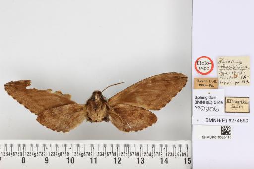 Hyloicus crassistriga Rothschild & Jordan, 1903 - NHMUK_010588415_Hyloicus_crassistraga_R&J_HT_ventral_and_labels.JPG