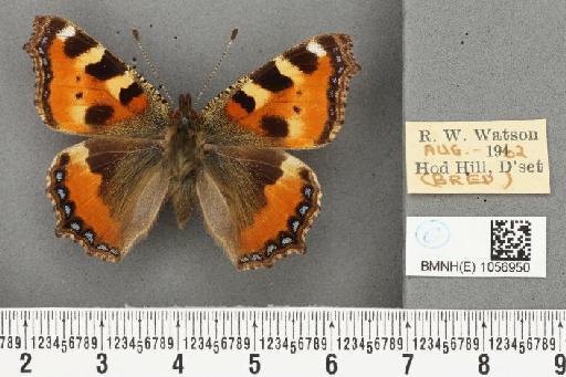 Aglais urticae ab. parviguttata Raynor, 1909 - BMNHE_1056950_46557