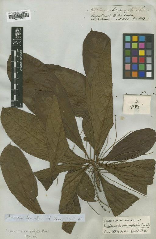 Buchenavia macrophylla Eichler - BM000953704