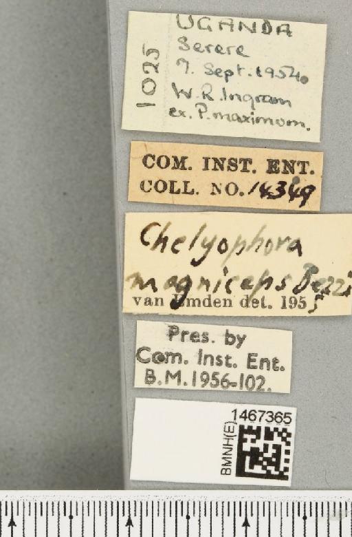 Bistrispinaria magniceps (Bezzi, 1918) - BMNHE_1467365_label_27751