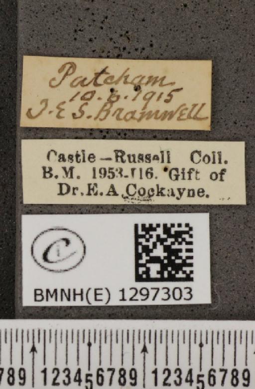 Polyommatus icarus icarus ab. pallida Tutt, 1896 - BMNHE_1297303_label_147768
