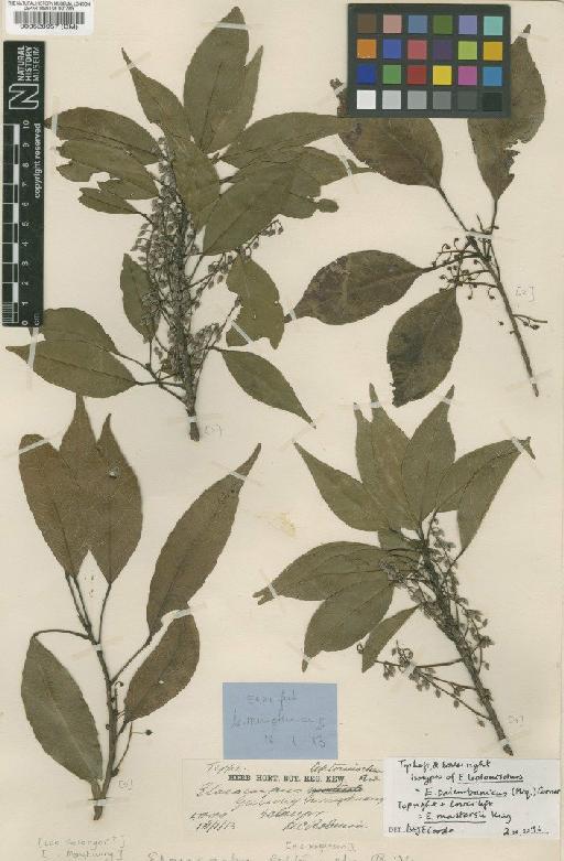 Elaeocarpus palembanicus (Miq.) Corner - BM000528957