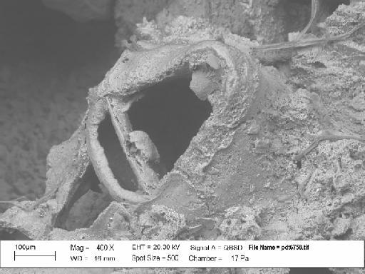 Celleporaria palmata (Michelin) - PI BZ 709 – Celleporaria palmata