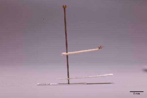 Formicidae Latreille, 1809 - 013741756_lateral