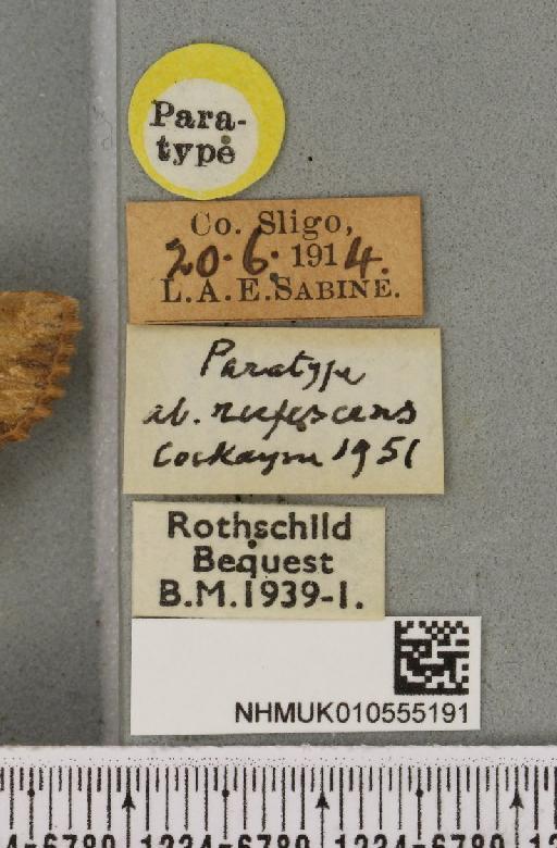 Apamea sublustris ab. rufescens Cockayne, 1951 - NHMUK_010555191_label_613028