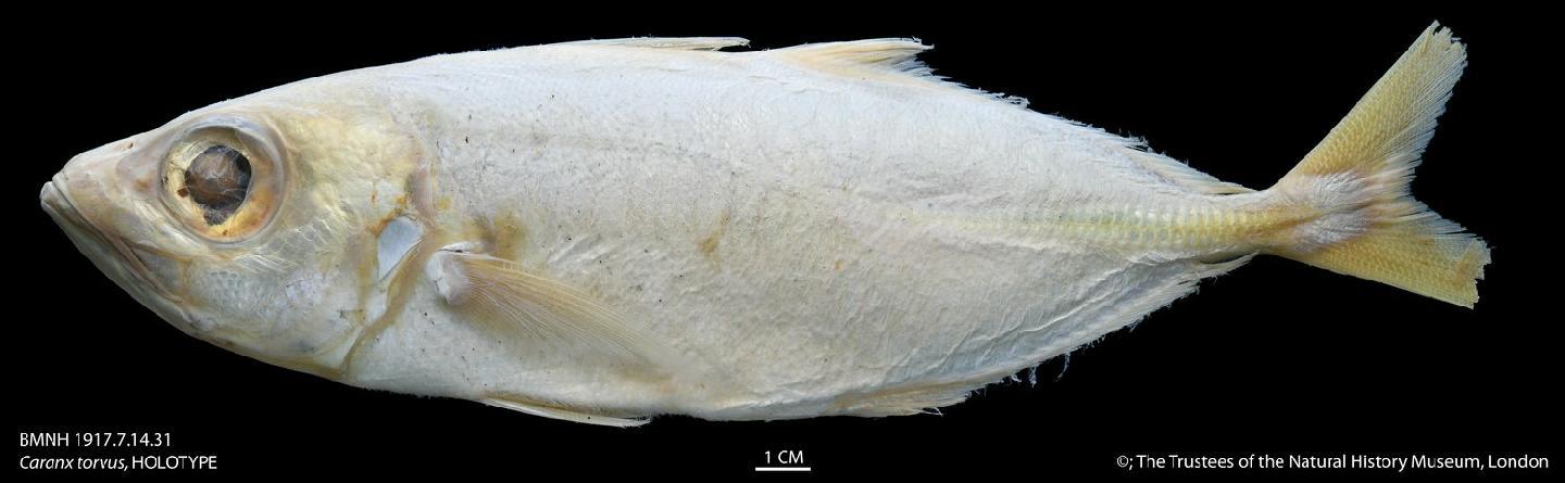 To NHMUK collection (Caranx torvus Jenyns, 1841; HOLOTYPE; NHMUK:ecatalogue:2502653)