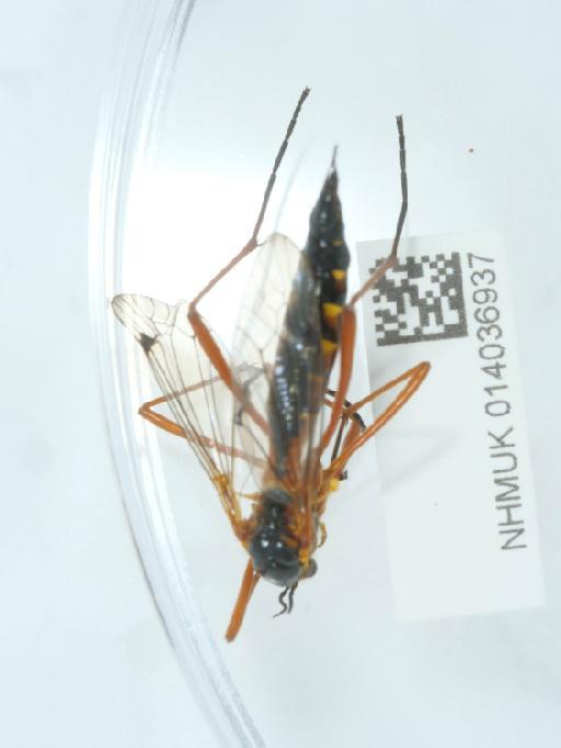 Ctenophora (Ctenophora) pectinicornis (Linnaeus, 1758) - 014036937_3